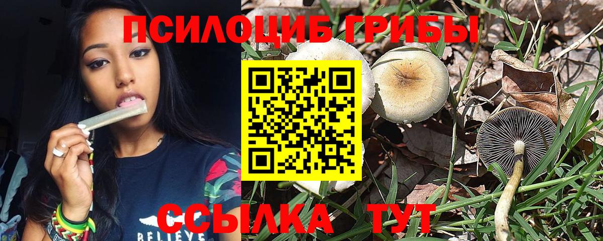 Галлюциногенные грибы Psilocybe Топки